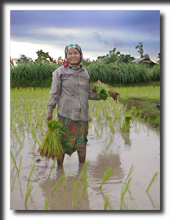 Thailand, planting rice, travel photography, photography, art prints, posters, post cards